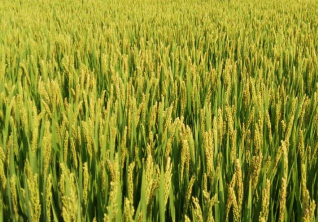 Rice
