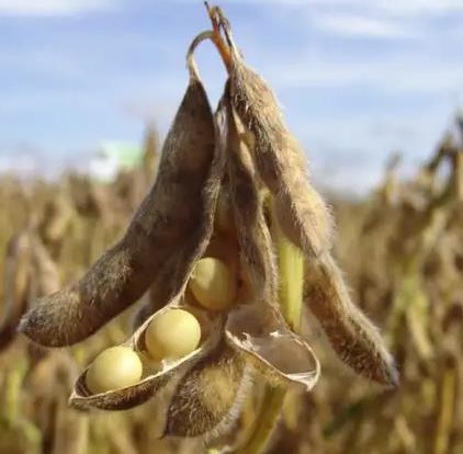 Soybean