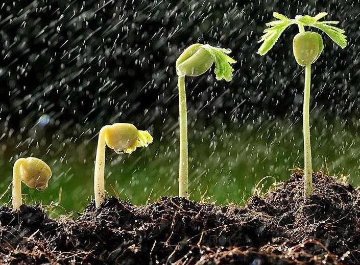 Kinetin Promote germination and break the dormancy of side shoots Kinetin Promote germination and break the dormancy of side shoots