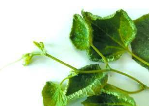 Paclobutrazol injury Paclobutrazol injury
