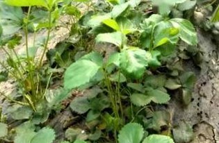 Brassinolide phytotoxicity Brassinolide phytotoxicity