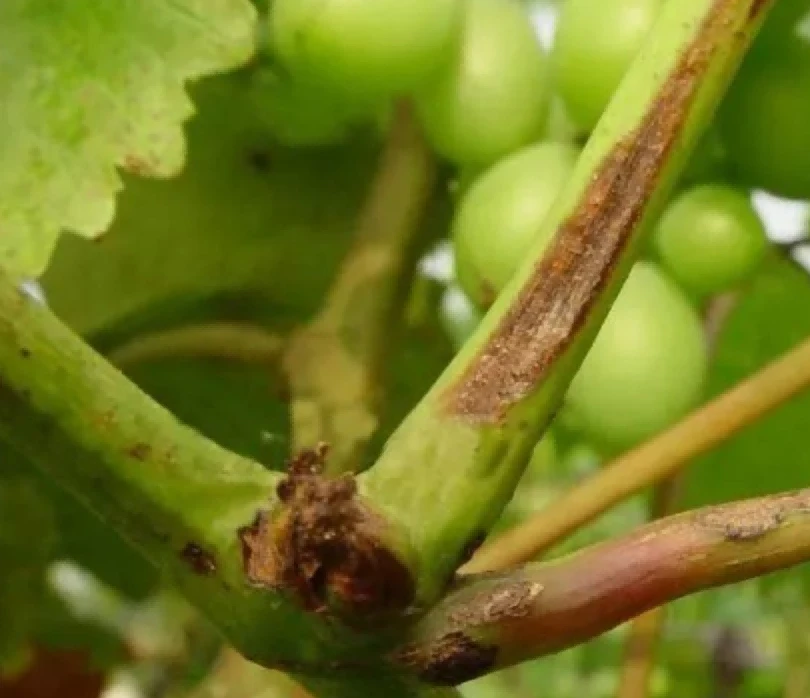 Grape vines wither Grape vines wither