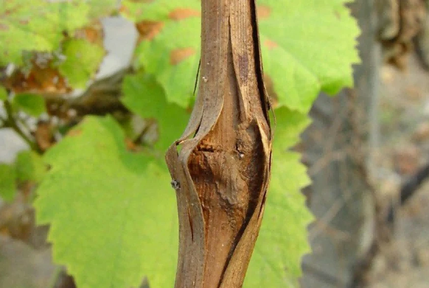 Grapevine Grapevine