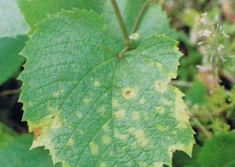 grape leaves grape leaves