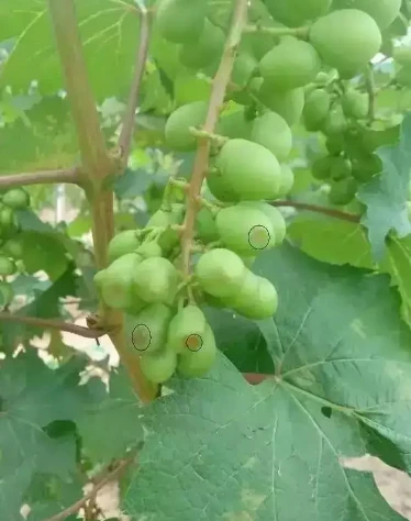 grape fruit grape fruit