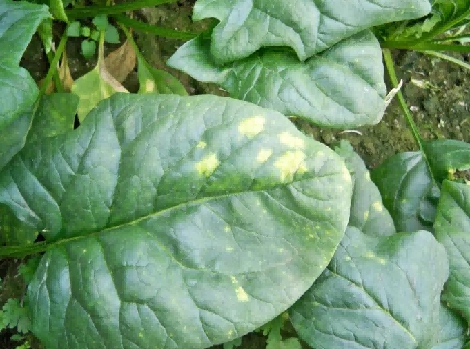 spinach downy mildew spinach downy mildew