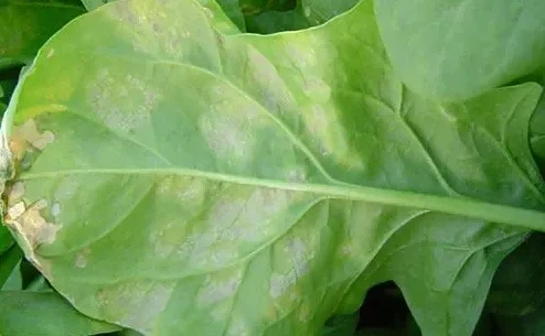 spinach downy mildew1 spinach downy mildew1