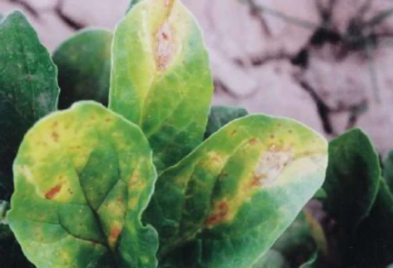 spinach anthracnose spinach anthracnose