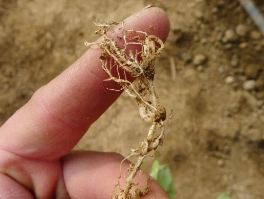 spinach root-knot nematode spinach root-knot nematode
