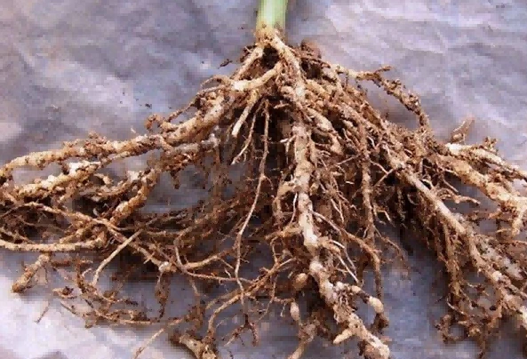 spinach root-knot nematode1 spinach root-knot nematode1
