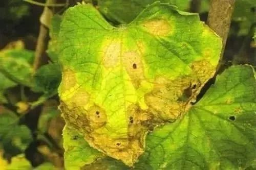 azoxystrobin application azoxystrobin application